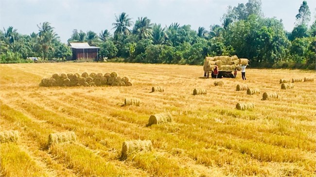 Cần có tiêu chuẩn và quản lý rơm rạ theo hướng tuần hoàn