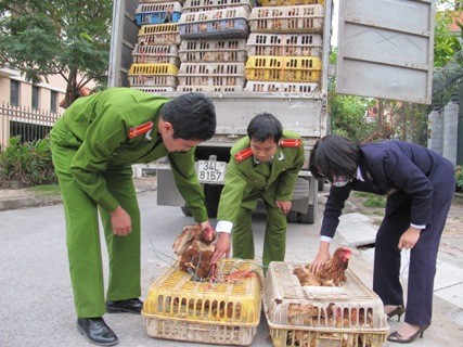 Gà lậu bị thu giữ