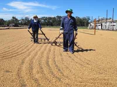 Sản xuất cà phê ở Đăk Lăk. Ảnh: Quang Huy