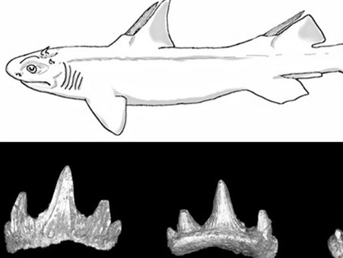 Các mẫu hóa thạch tìm được và phác thảo loài cá mập “Quỷ răng”. Ảnh: Northern Arizona University